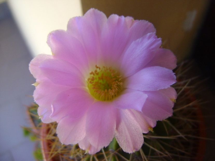 Acanthocalycium spiniflorum f. violaceum - Cactusi 2017 continuare