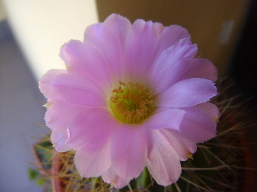 Acanthocalycium spiniflorum f. violaceum - Cactusi 2017 continuare