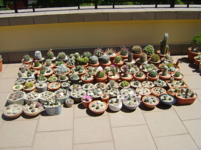 Cactusii vara pe terasa - Cactusi 2017 continuare