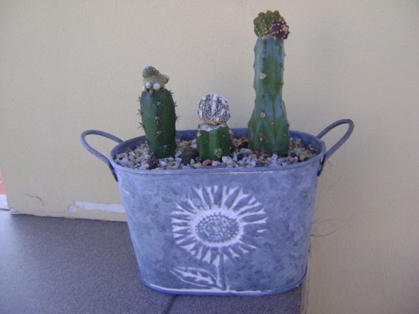 Grup de 3 cactusi altoiti - Cactusi 2017 continuare
