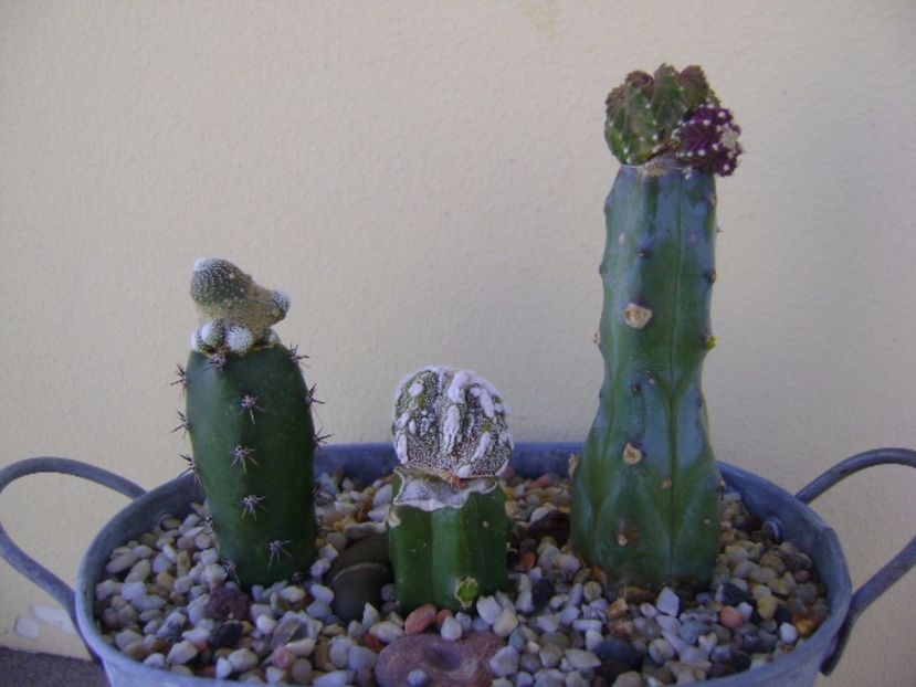 Grup de 3 cactusi altoiti - Cactusi 2017 continuare