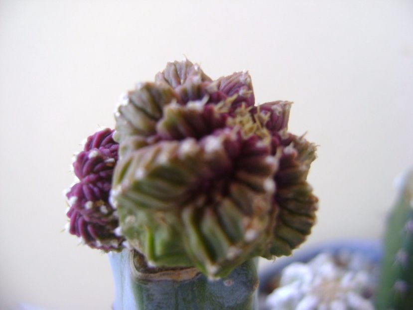 Aztekium valdezii Linares, Nuevo León, Mx - Cactusi 2017 continuare