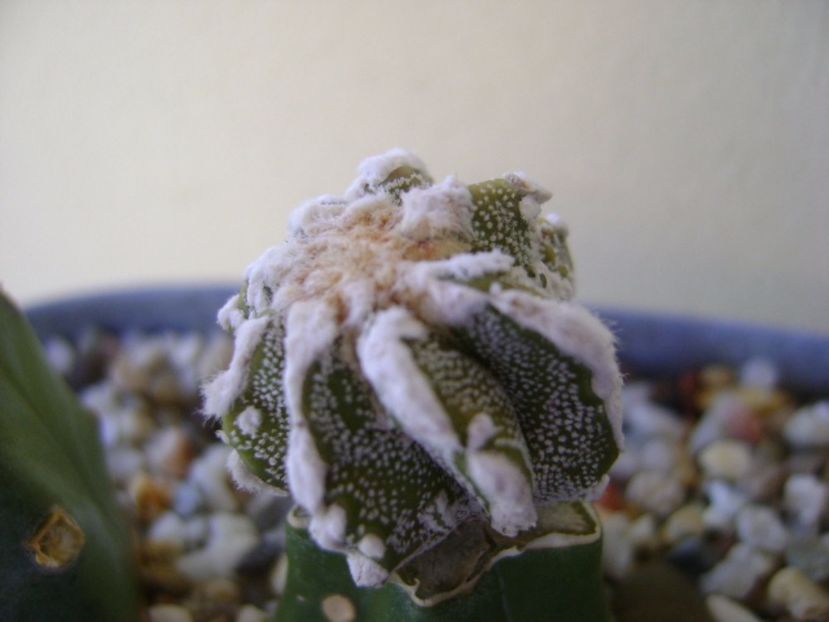 Astrophytum myriostigma cv. Fukuryu reticulatus - Cactusi 2017 continuare