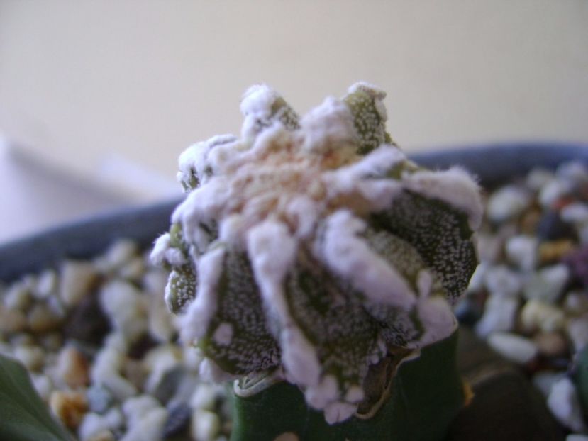 Astrophytum myriostigma cv. Fukuryu reticulatus - Cactusi 2017 continuare