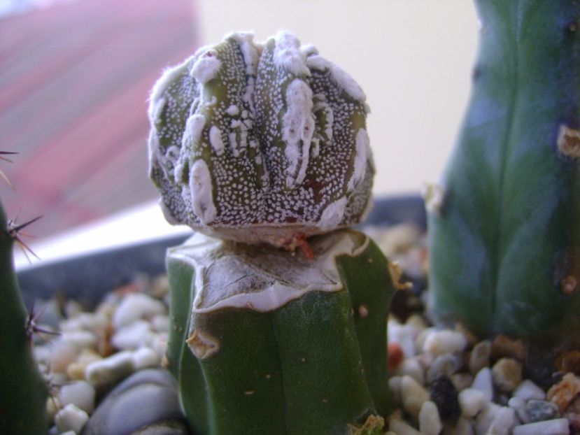 Astrophytum myriostigma cv. Fukuryu reticulatus - Cactusi 2017 continuare