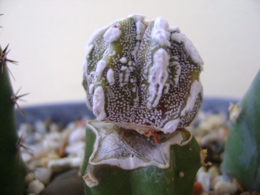 Astrophytum myriostigma cv. Fukuryu reticulatus - Cactusi 2017 continuare