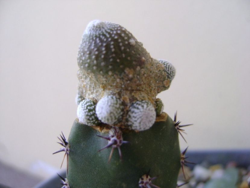 Blossfeldia liliputana - Cactusi 2017 continuare