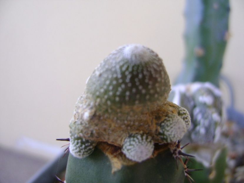 Blossfeldia liliputana - Cactusi 2017 continuare