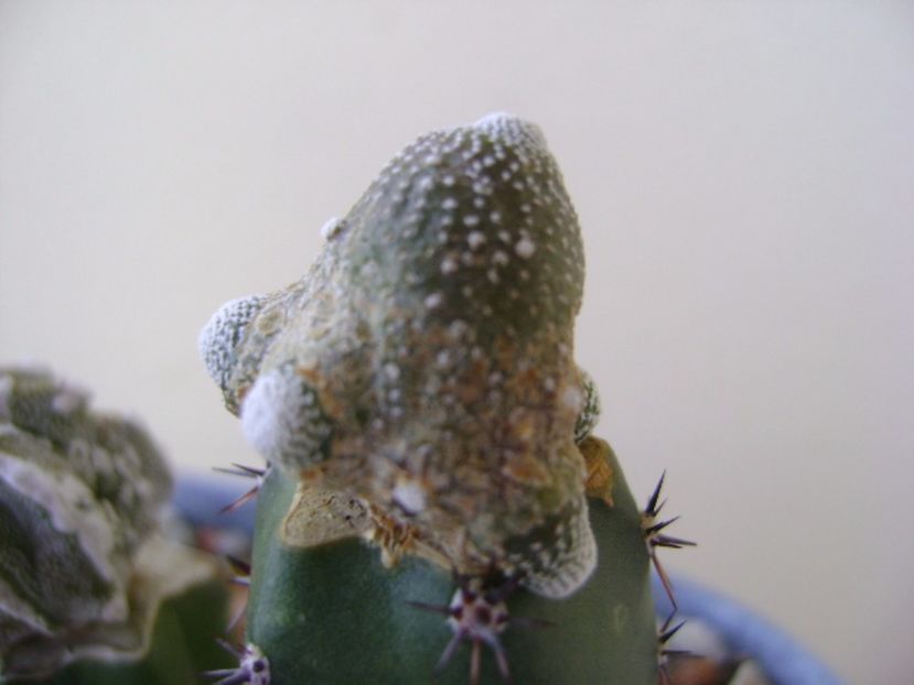 Blossfeldia liliputana - Cactusi 2017 continuare