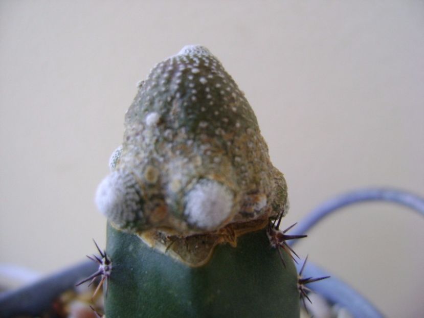 Blossfeldia liliputana - Cactusi 2017 continuare