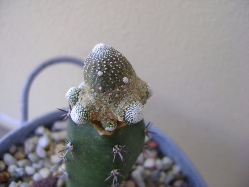 Blossfeldia liliputana - Cactusi 2017 continuare
