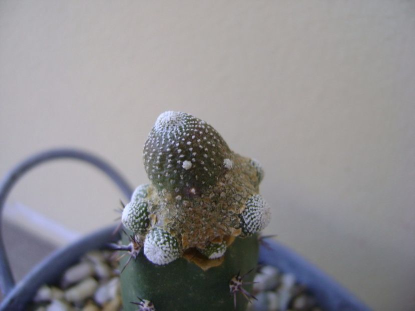 Blossfeldia liliputana - Cactusi 2017 continuare