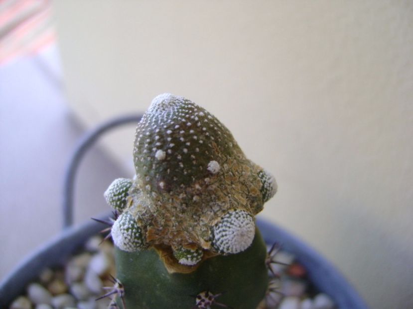 Blossfeldia liliputana - Cactusi 2017 continuare
