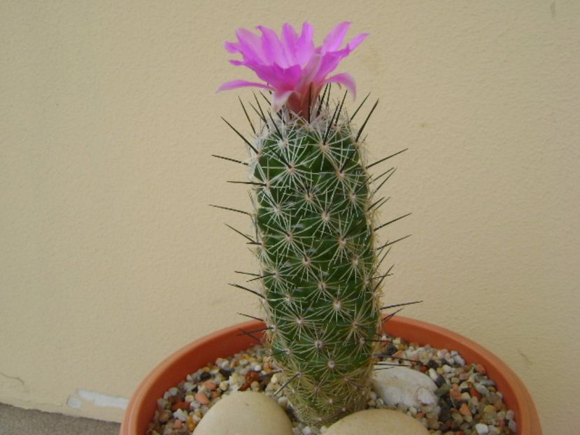 Neolloydia conoidea - Cactusi 2017 continuare