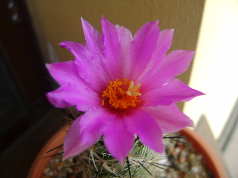 Neolloydia conoidea - Cactusi 2017 continuare