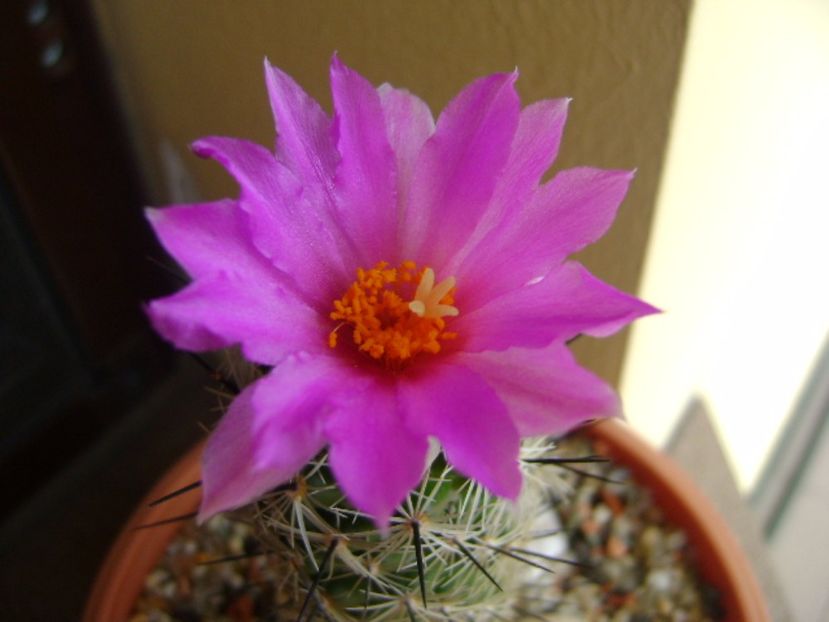 Neolloydia conoidea - Cactusi 2017 continuare
