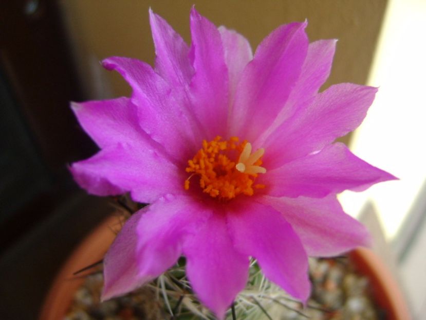 Neolloydia conoidea - Cactusi 2017 continuare