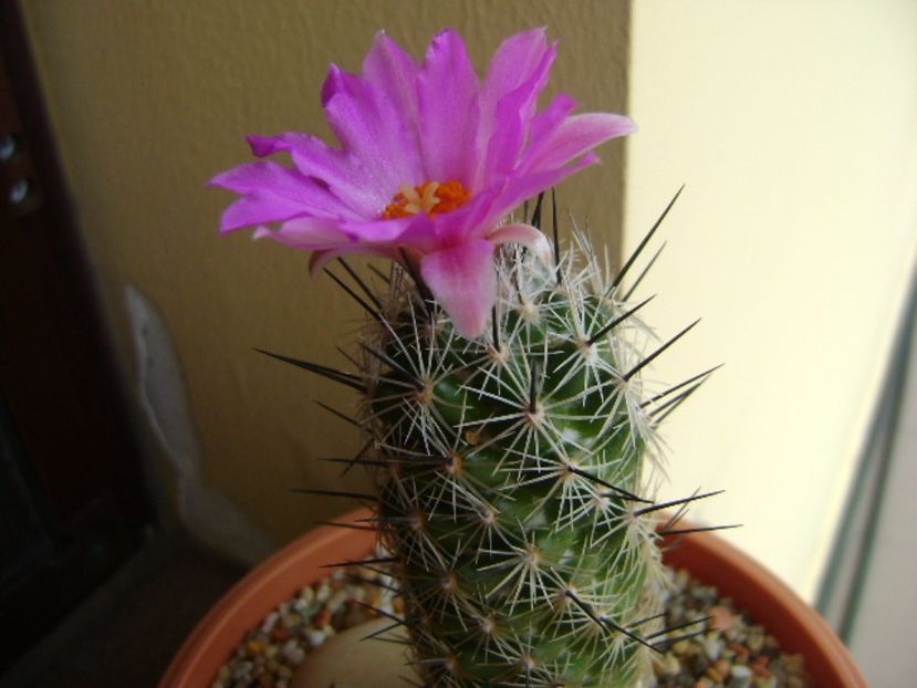 Neolloydia conoidea - Cactusi 2017 continuare