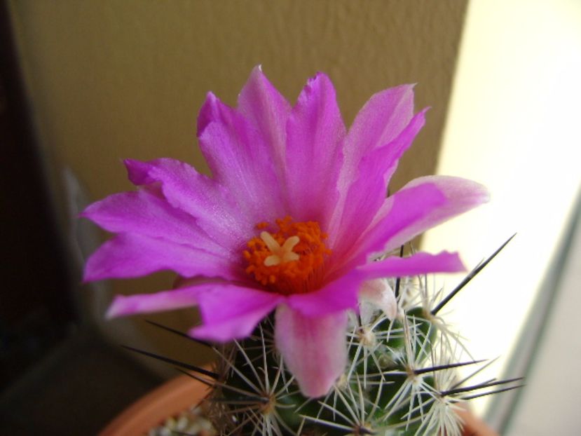 Neolloydia conoidea - Cactusi 2017 continuare