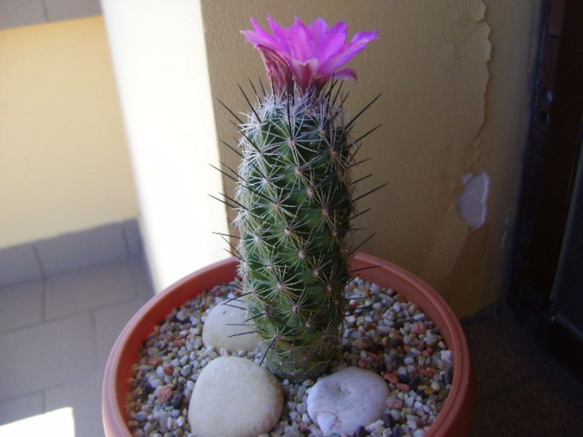 Neolloydia conoidea - Cactusi 2017 continuare