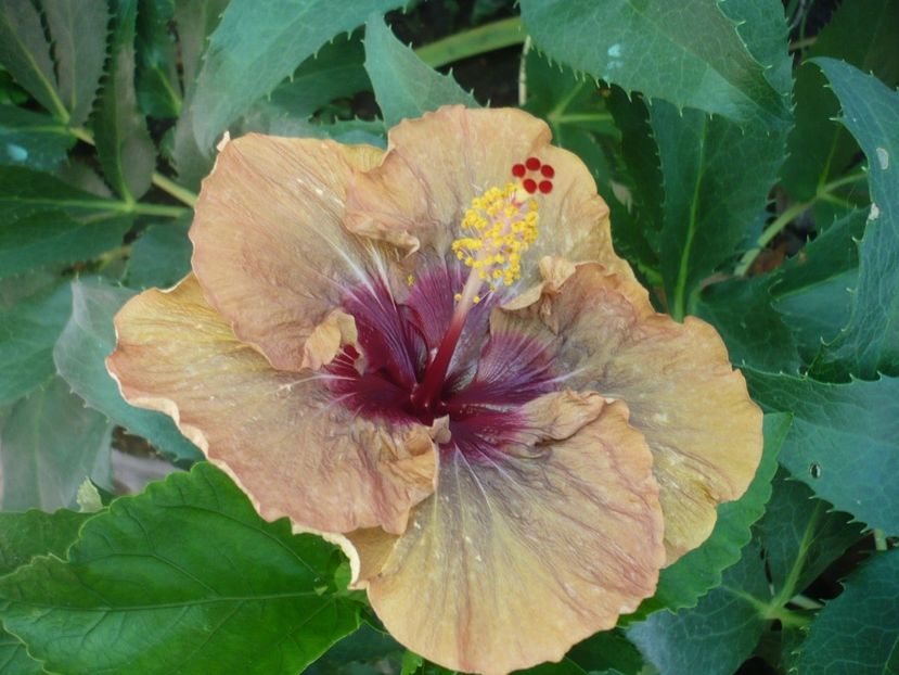 31.07.2017 - HIBISCUSI 2017-2