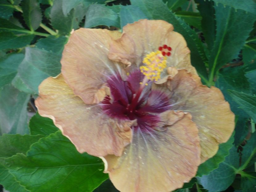 P1340009 - HIBISCUSI 2017-2