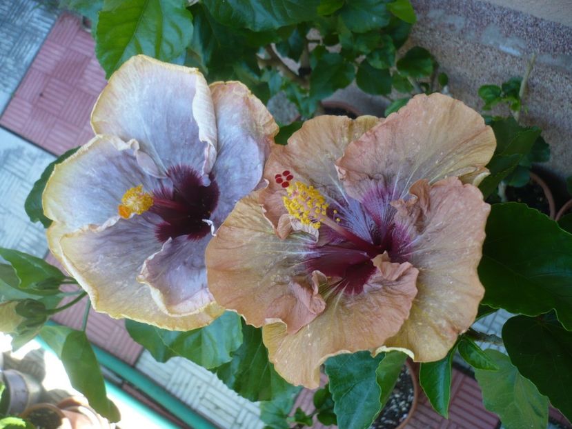 P1340012 - HIBISCUSI 2017-2