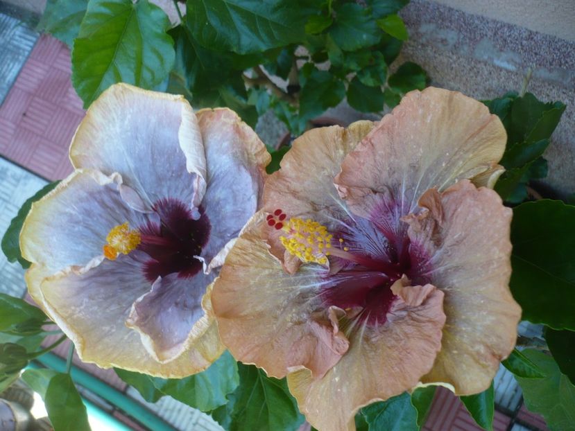 P1340013 - HIBISCUSI 2017-2