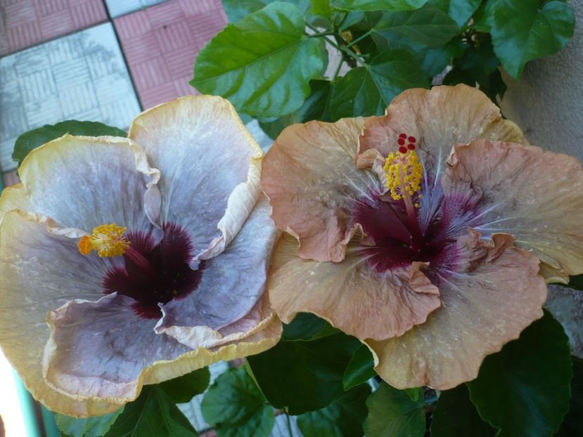 P1340014 - HIBISCUSI 2017-2