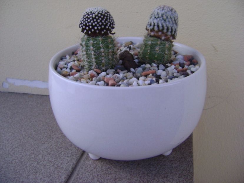 Grup de 2 cactusi altoiti - Cactusi 2017 continuare