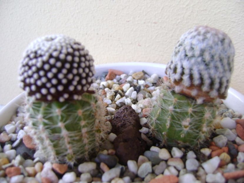 Grup de 2 cactusi altoiti - Cactusi 2017 continuare