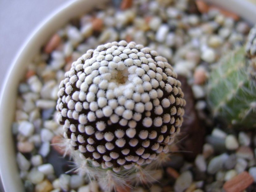 Mammillaria luethyi - Cactusi 2017 continuare