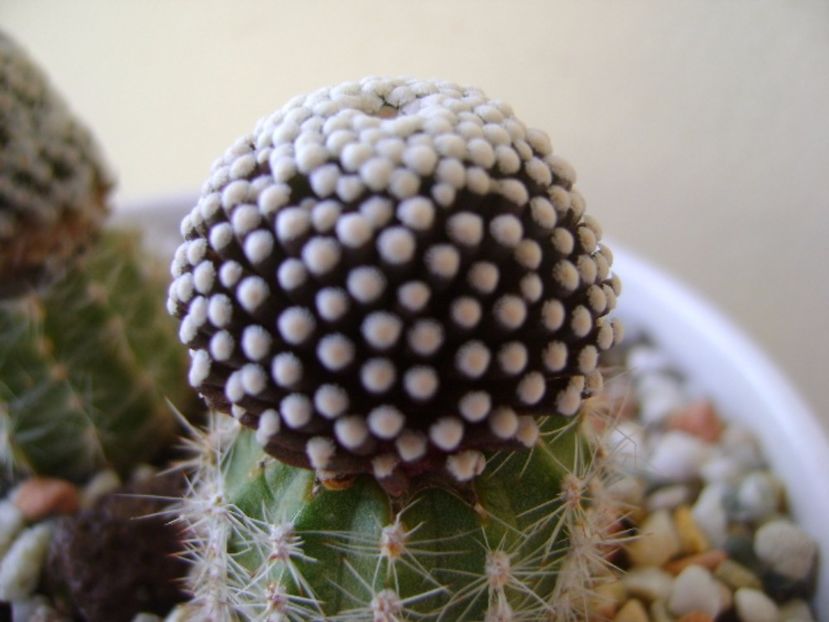 Mammillaria luethyi - Cactusi 2017 continuare
