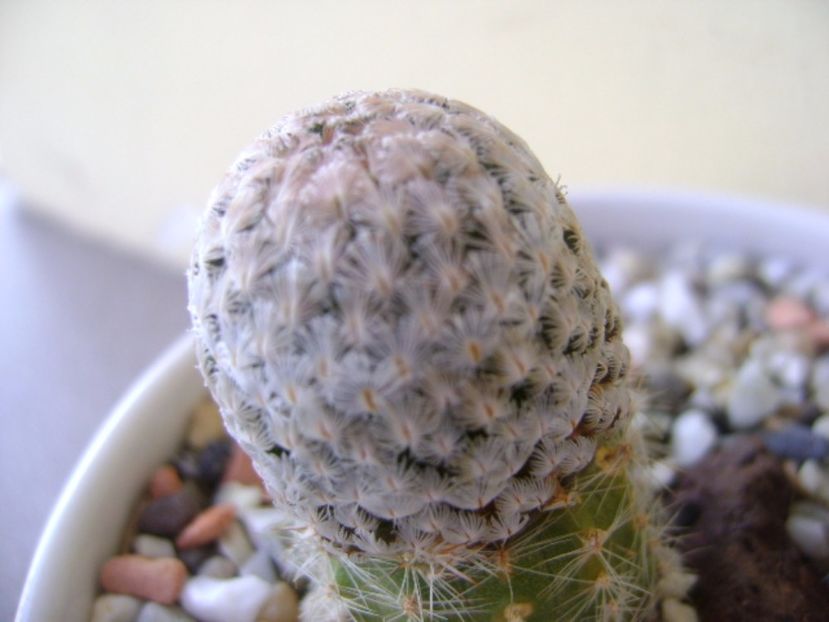 Mammillaria sanchez-mejoradae - Cactusi 2017 continuare