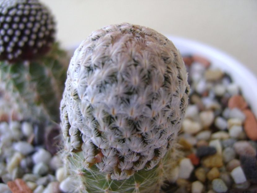 Mammillaria sanchez-mejoradae - Cactusi 2017 continuare