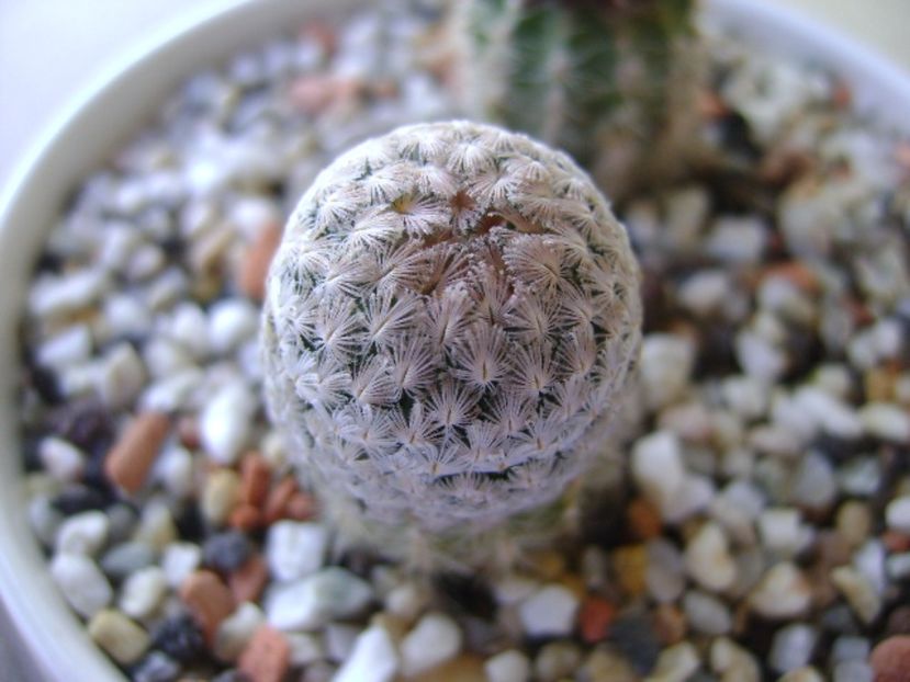 Mammillaria sanchez-mejoradae - Cactusi 2017 continuare