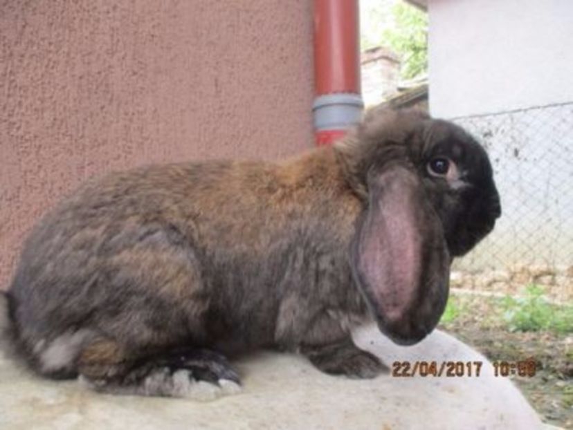 masc. B.G. prod. proprie !! - X ARHIVA IEPURI CE AM AVUT