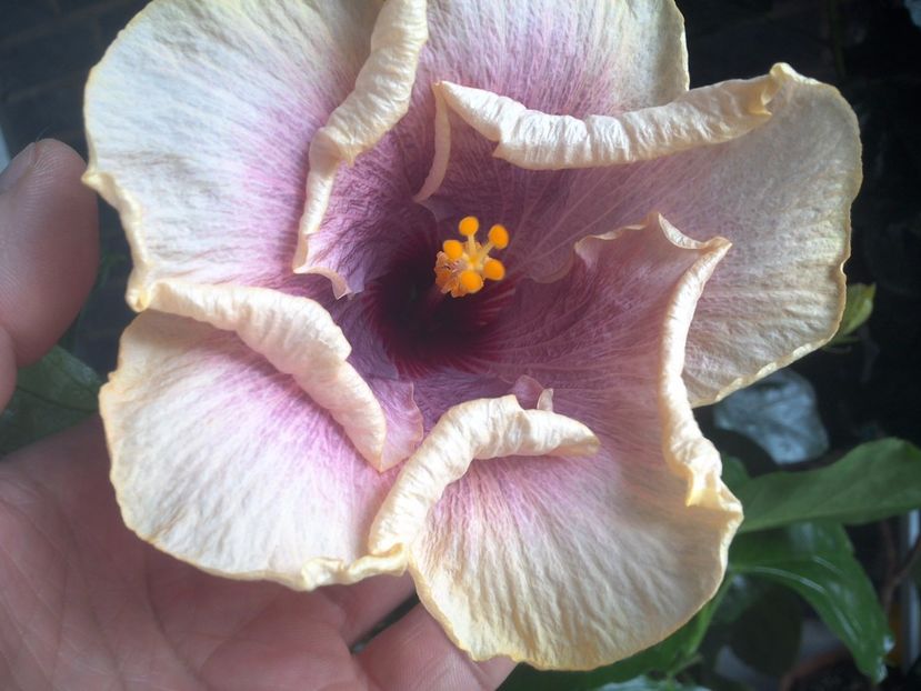 WIN_20170731_115707 - American Dream