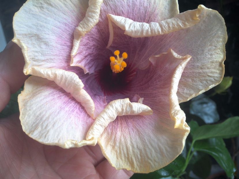 American Dream - 0Hibiscus in colectie infloriti