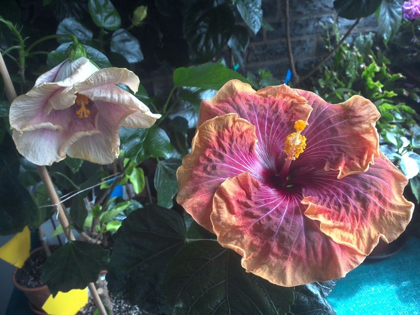 WIN_20170731_120107 - 03Hibiscus