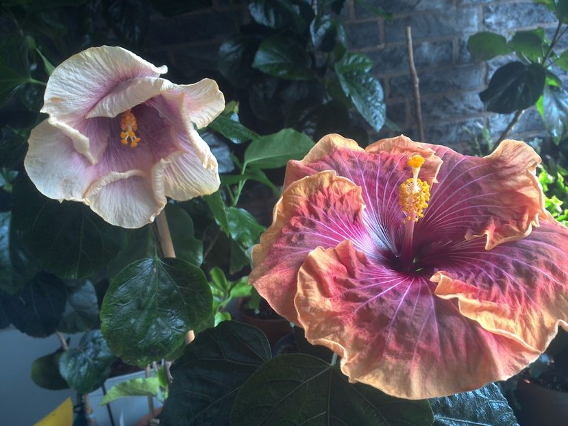 WIN_20170731_120138 - 03Hibiscus