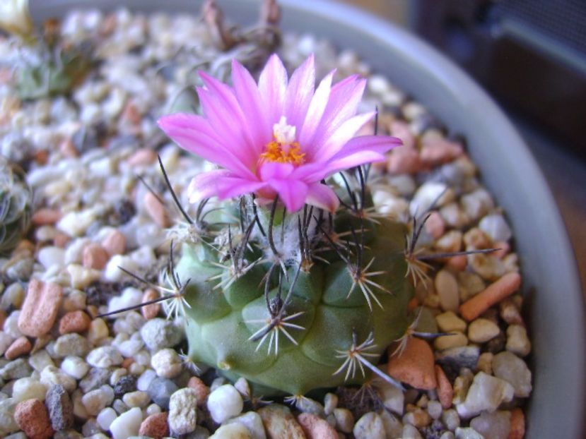 Turbinicarpus viereckii - Cactusi 2017 continuare