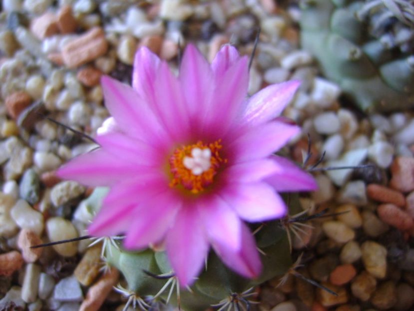 Turbinicarpus viereckii - Cactusi 2017 continuare