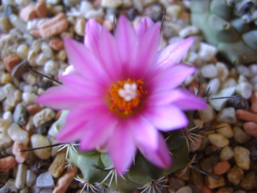 Turbinicarpus viereckii - Cactusi 2017 continuare