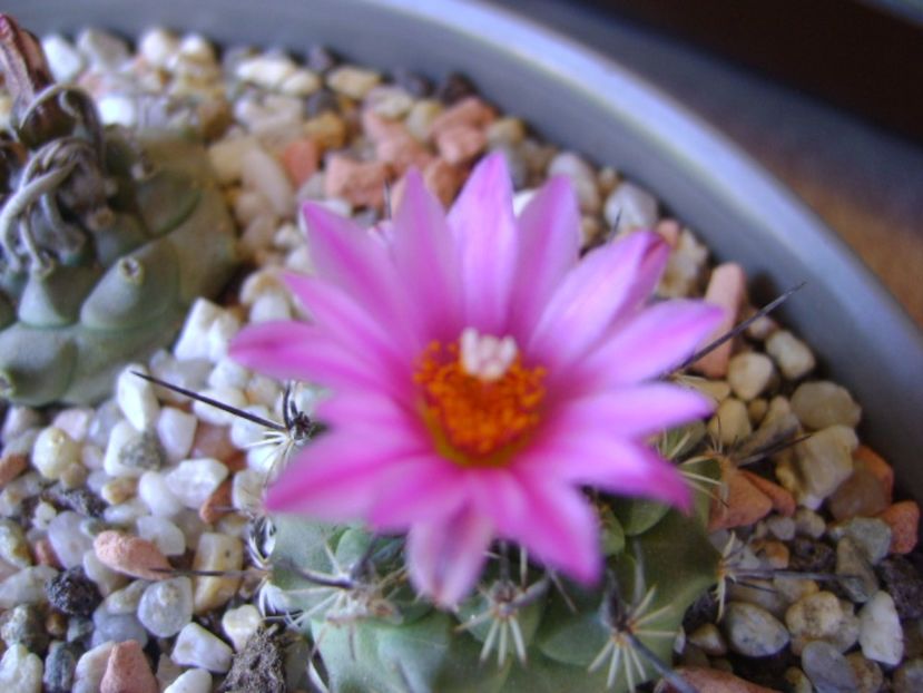 Turbinicarpus viereckii - Cactusi 2017 continuare