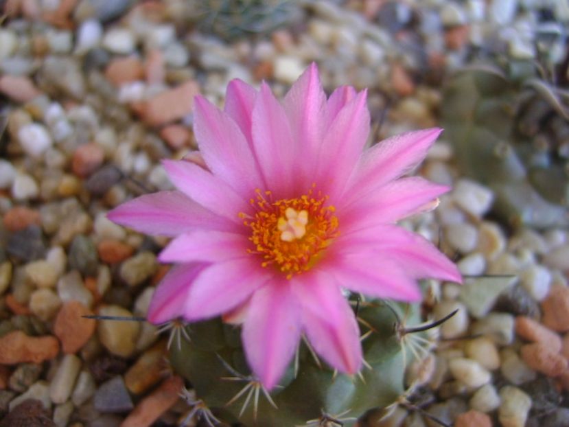 Turbinicarpus viereckii - Cactusi 2017 continuare