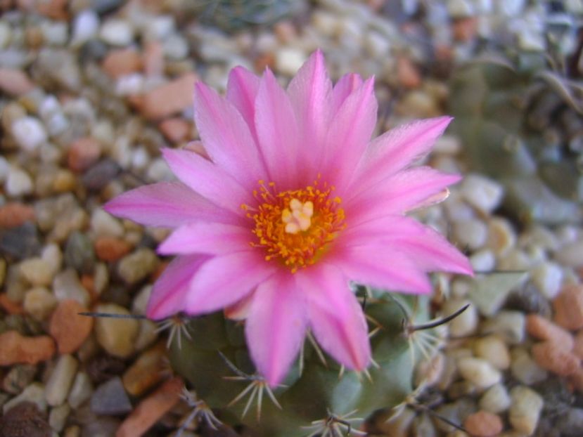 Turbinicarpus viereckii - Cactusi 2017 continuare