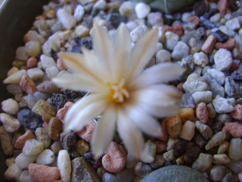 Turbinicarpus pachystele - Cactusi 2017 continuare