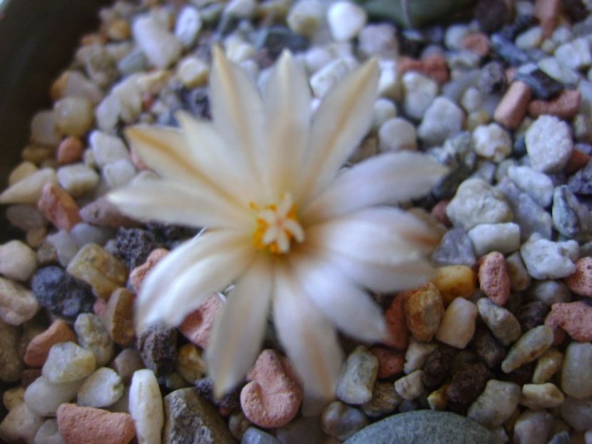 Turbinicarpus pachystele - Cactusi 2017 continuare