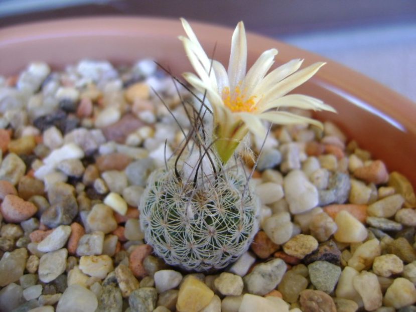 Turbinicarpus krainzianus v. lausseri - Cactusi 2017 continuare